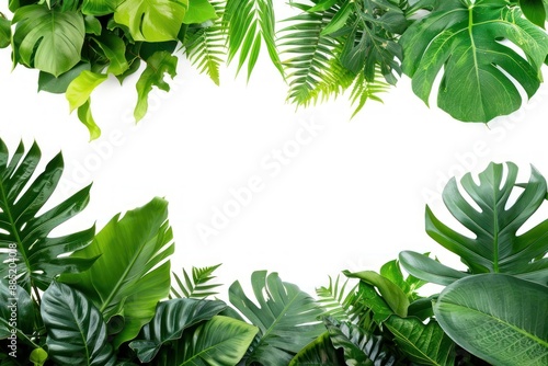 Fototapeta Naklejka Na Ścianę i Meble -  Lush tropical green leaves frame