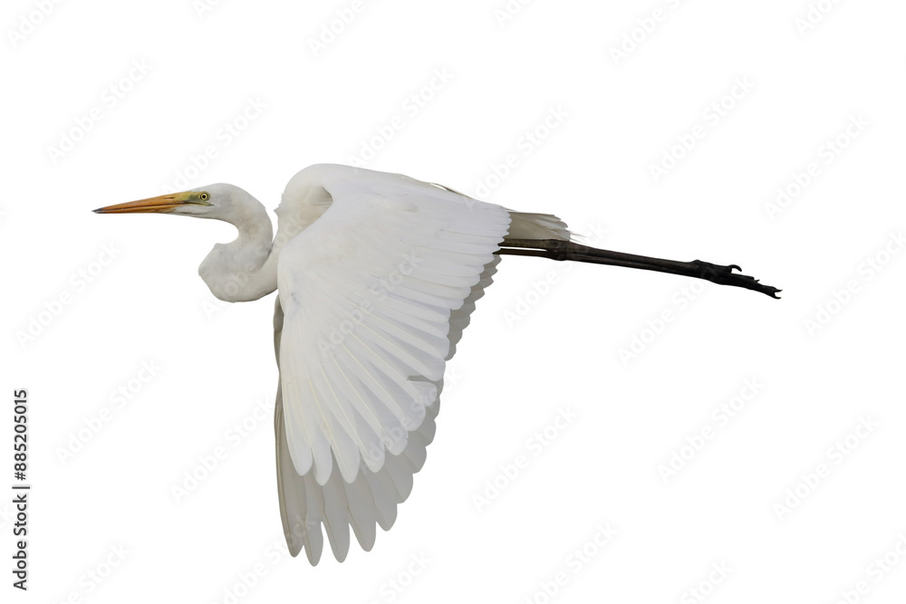Obraz premium Beautiful Eastern great egret flying isolated on transparent background png file