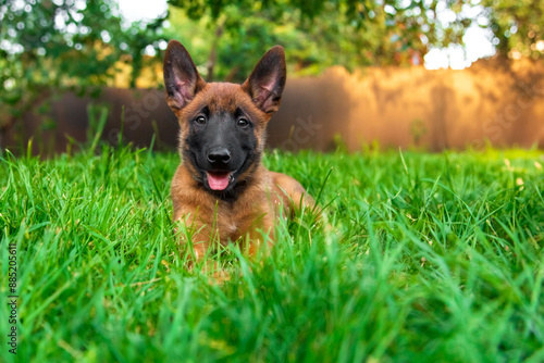 Εκτύπωση καμβά Young Belgian Malinois Puppy in Grass