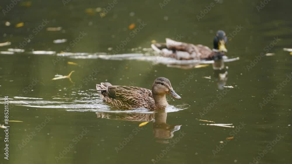 Wild ducks clean themselves in a pond in a public park during a sunny summer day Wild ducks clean themselves in a pond in a public park during a sunny summer day