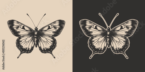Vintage retro engraving woodcut style sketch draw paint of butterfly insect animal illustration