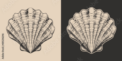 Vintage retro engraving woodcut style sketch draw paint of nautical marine seashell underwater creature illustration