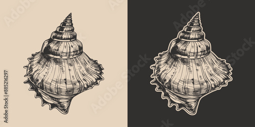 Vintage retro engraving woodcut style sketch draw paint of nautical marine seashell underwater creature illustration