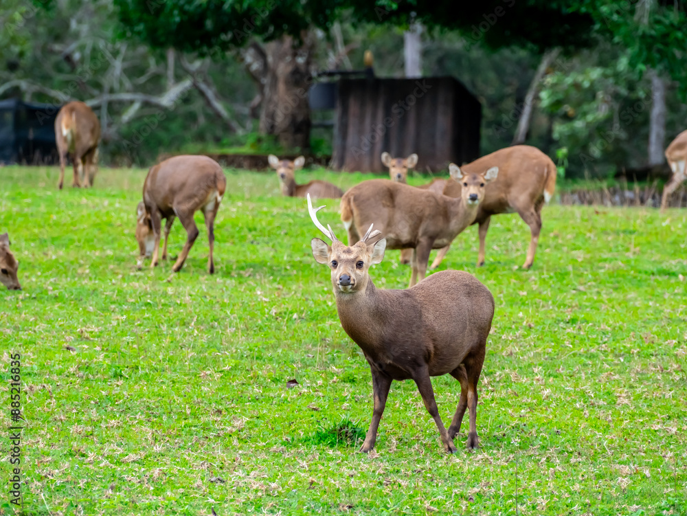 Deer with beautiful horns stands next to a female deer. In the Phu Khiao Wildlife Sanctuary, Thailand Deer with beautiful horns stands next to a female deer. In the Phu Khiao Wildlife Sanctuary, Thailand