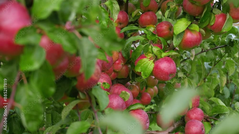 Ripe Apples in the Apple Orchard before Harvesting. Big Red delicious Apples Hanging from a Tree Branch in the Fruit Garden at Fall Harvest. Basket of Apples. Autumn Cloudy Day, Soft Shadow. 4K Ripe Apples in the Apple Orchard before Harvesting. Big Red delicious Apples Hanging from a Tree Branch in the Fruit Garden at Fall Harvest. Basket of Apples. Autumn Cloudy Day, Soft Shadow. 4K