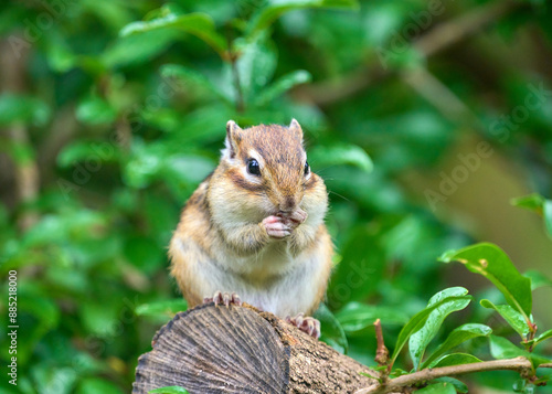 木の上でエサを食べるシマリス