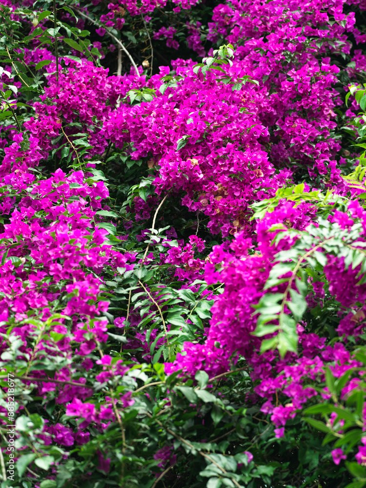 Triceratops is a common greenery plant in southern Chinese cities, a flower from Brazil that is very showy in color red or purple. Triceratops is a common greenery plant in southern Chinese cities, a flower from Brazil that is very showy in color red or purple.