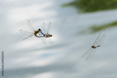 reproduction en plein vol de libellules