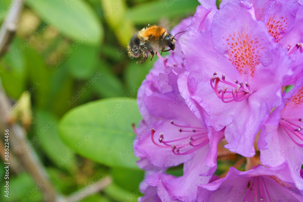 Bumblebee flies to a flower to collect nectar. Insect pollinating pollen in nature Bumblebee flies to a flower to collect nectar. Insect pollinating pollen in nature
