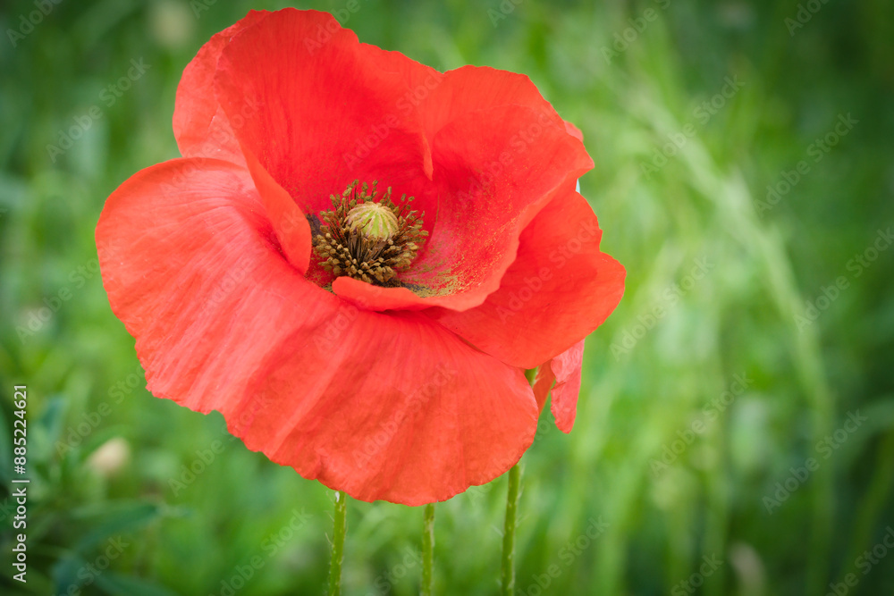 Corn poppy in a summer meadow with red petals. Wildflower from nature. Red splashes Corn poppy in a summer meadow with red petals. Wildflower from nature. Red splashes