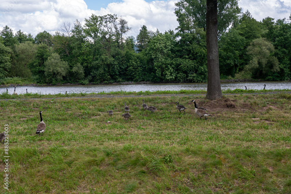 Many geese on the river bank in green nature Many geese on the river bank in green nature