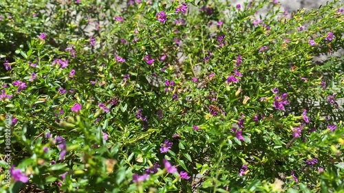 flowers in the garden