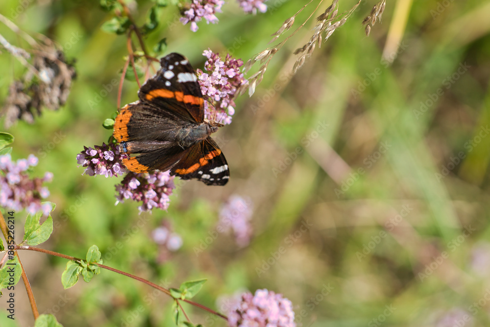 Admiral butterfly on a flower. Insect on a flower. Black, white, orange wings Admiral butterfly on a flower. Insect on a flower. Black, white, orange wings
