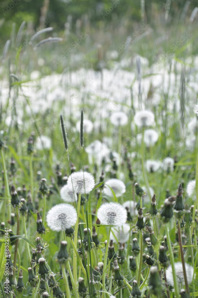 Fototapeta premium Dandelions pollinate by wite fluffy blowballs. Often seen growing in fields as yellow flowers when they bloom. Dandelion is a healthy herb.