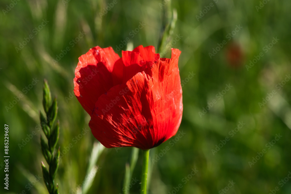 Corn poppy in a summer meadow with red petals. Wildflower from nature. Red splashes Corn poppy in a summer meadow with red petals. Wildflower from nature. Red splashes