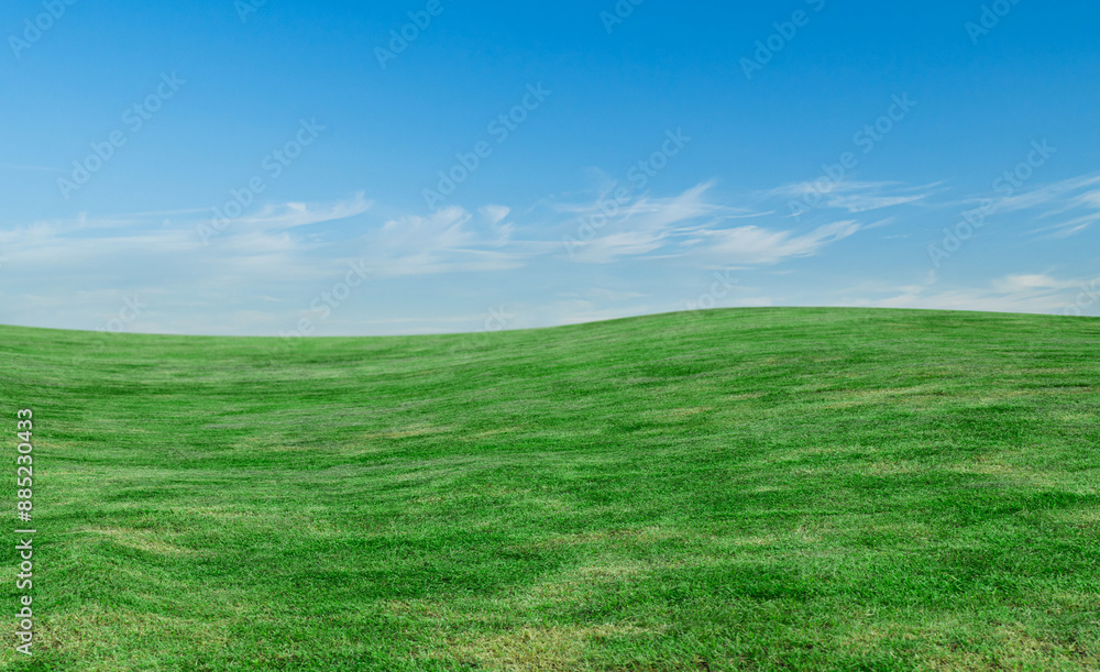 Naklejka premium Green grass field under the blue sky background