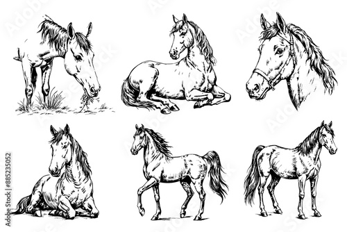 Sketch of a horses on a white background