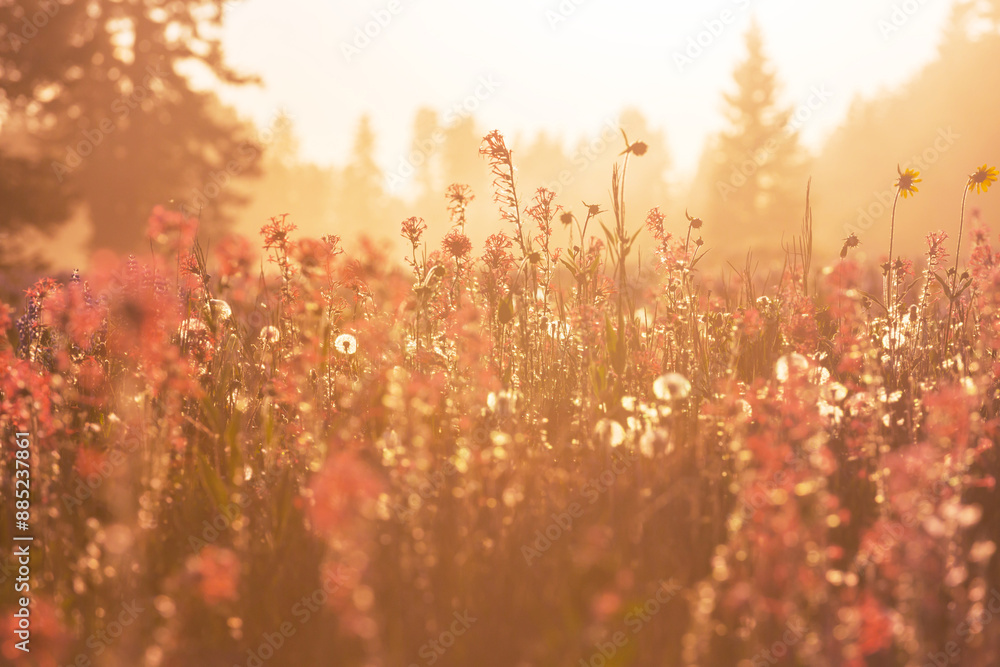 Sunny meadow Sunny meadow