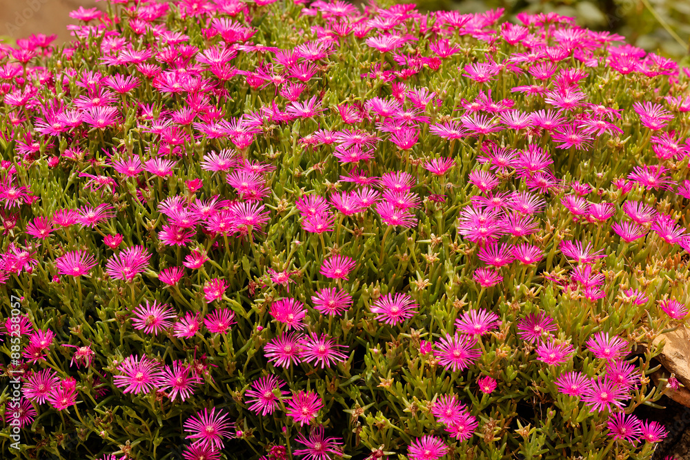 Naklejka premium Mittagsblumen (Delosperma cooperi) Blumenbeet mit vielen Blüten