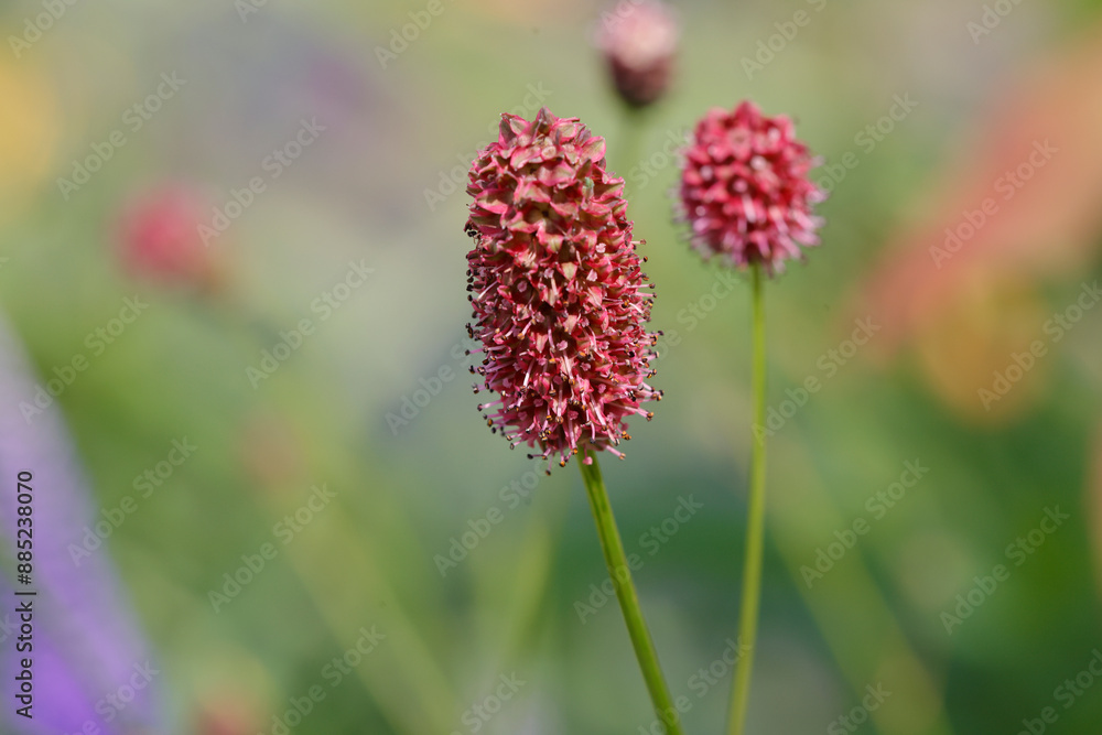 Wiesenknopf (Sanguisorba) Wildpflanze mit Blüten Wiesenknopf (Sanguisorba) Wildpflanze mit Blüten