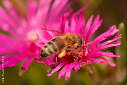 Honigbienen (Apis) auf Mittagsblume photo