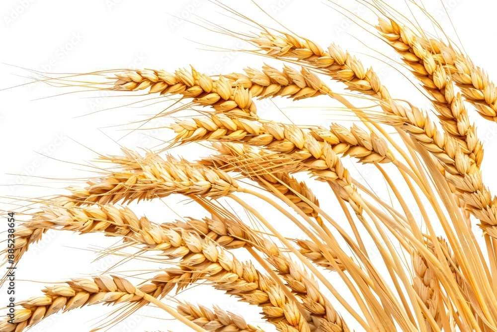Close up golden wheat ears on white background Harvest design Label artwork Close up golden wheat ears on white background Harvest design Label artwork