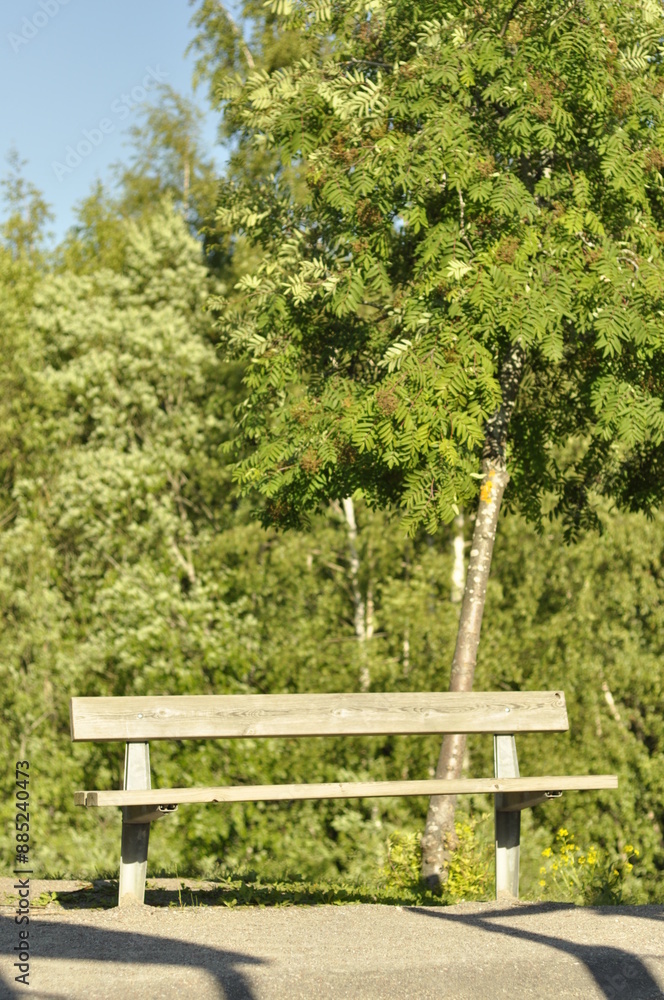 Wooden bench on sand in a park, yard or garden with lush green forest in the background. Big rowan tree, mountain ash next to the park bench on a sunny and warm summer day. Wooden bench on sand in a park, yard or garden with lush green forest in the background. Big rowan tree, mountain ash next to the park bench on a sunny and warm summer day.