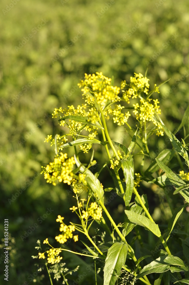 Bunias orientalis grows wild by the roadside and has yellow small flowers with pointed leafs. In springtime you can harvest, cook and eat it. Bunias orientalis grows wild by the roadside and has yellow small flowers with pointed leafs. In springtime you can harvest, cook and eat it.
