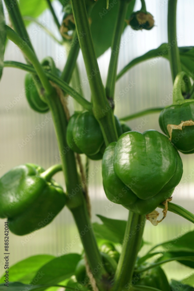 Obraz premium Plant of bell green pepper garden. Green bell pepper hanging on the tree in the organic garden