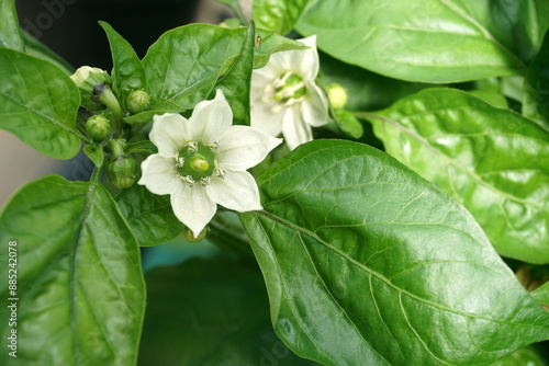 White flower of sweet pepper close-up on the background of blurred green leaves on a Sunny day. pepper flower in the garden