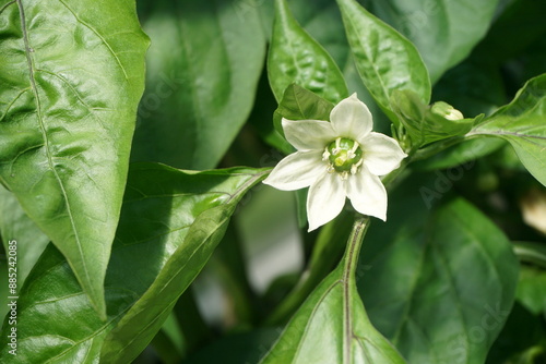 White flower of sweet pepper close-up on the background of blurred green leaves on a Sunny day. pepper flower in the garden