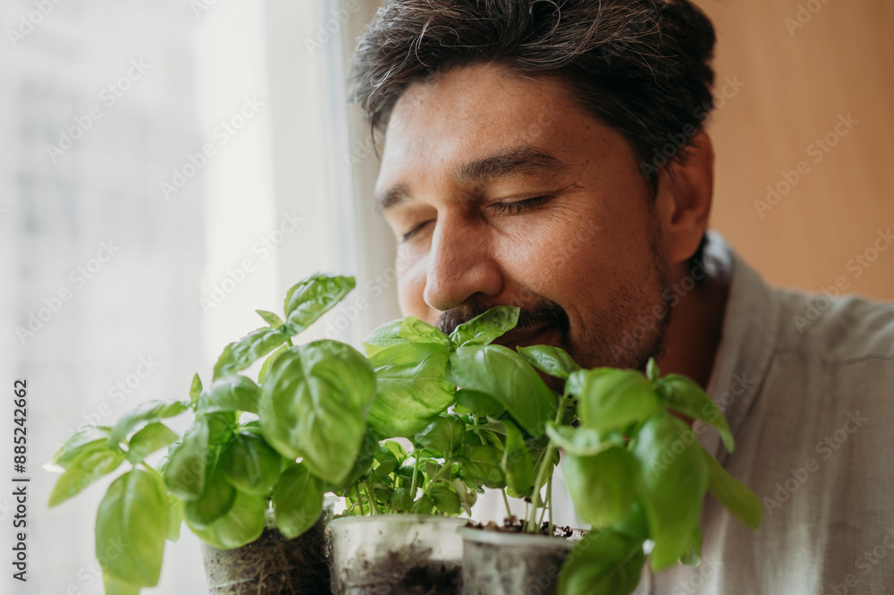 Mature man smelling fresh basil at home Mature man smelling fresh basil at home