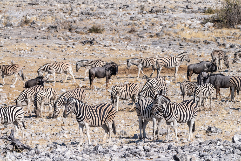 Obraz premium A group of Burchell's Plains zebra -Equus quagga burchelli- drinking from a waterhole on the plains of Etosha National Park, Namibia.