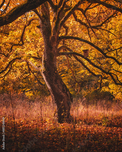 Nice autumnal scene in the forest