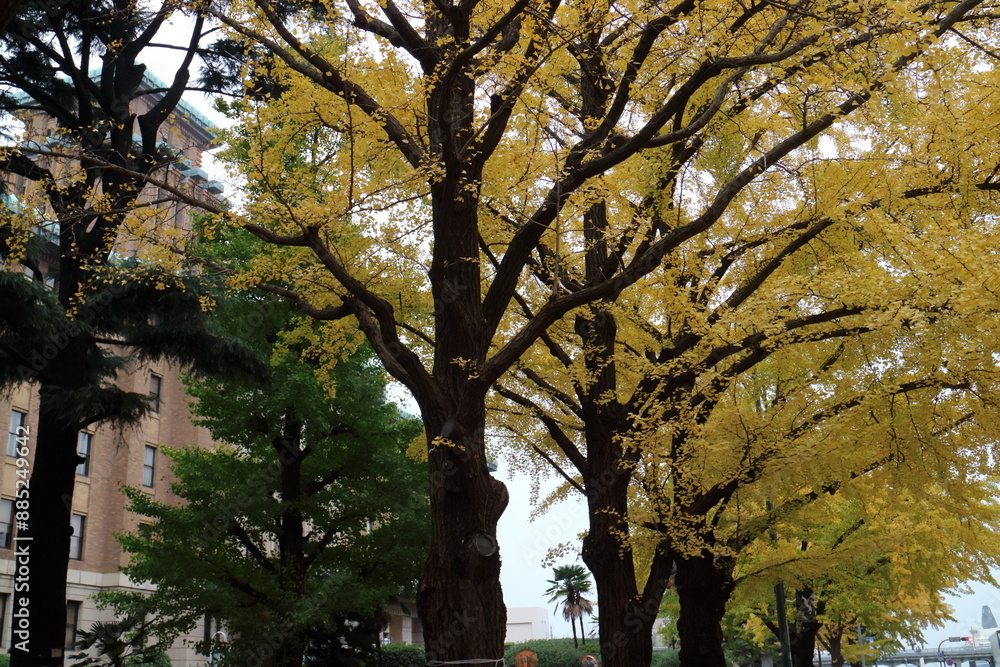 Naklejka premium 紅葉が美しい横浜大通り