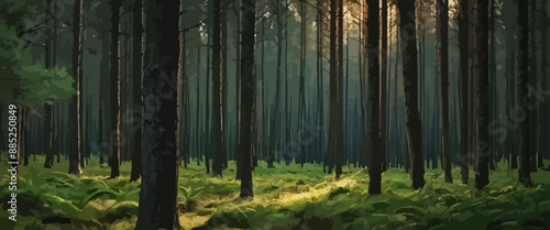 Dense forest with tall, slender trunks and a path of sunlight shining through