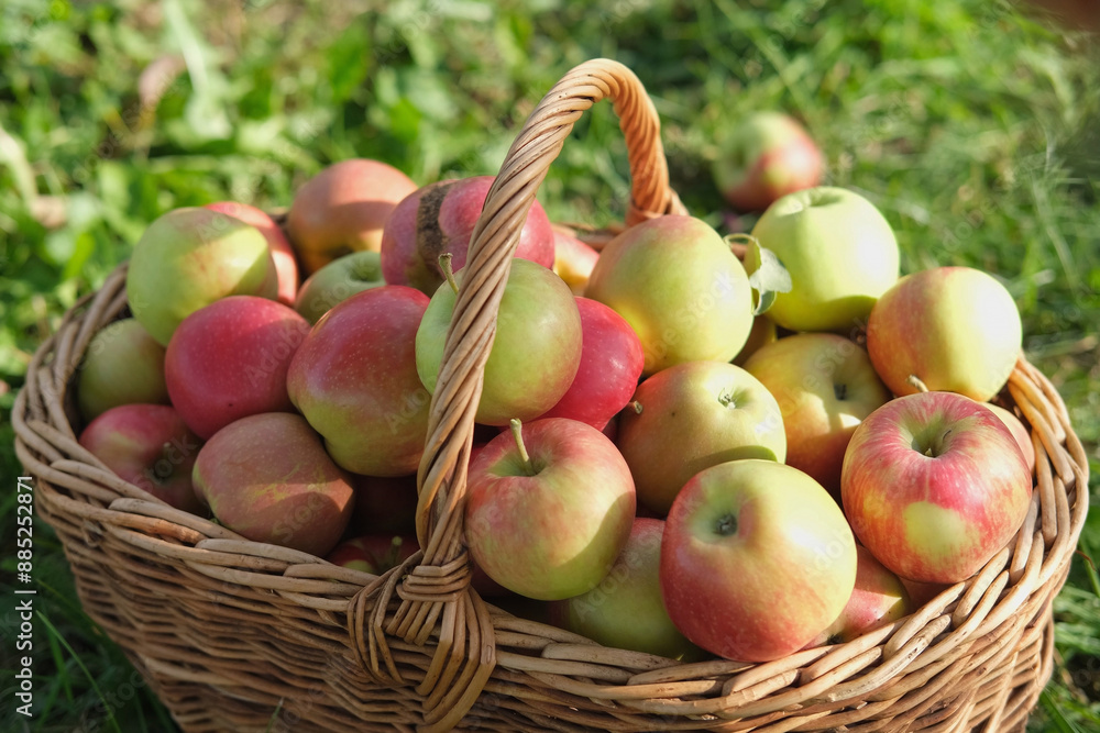 Big Red Apples In Farm Basket. Wicker Basket of ripe fresh apples. Product extracted from Apple. Autumn And Harvest Concept. Apple Orchard, Harvesting. Fruit Garden at Fall Crop. Sunny Day, Shadow Big Red Apples In Farm Basket. Wicker Basket of ripe fresh apples. Product extracted from Apple. Autumn And Harvest Concept. Apple Orchard, Harvesting. Fruit Garden at Fall Crop. Sunny Day, Shadow