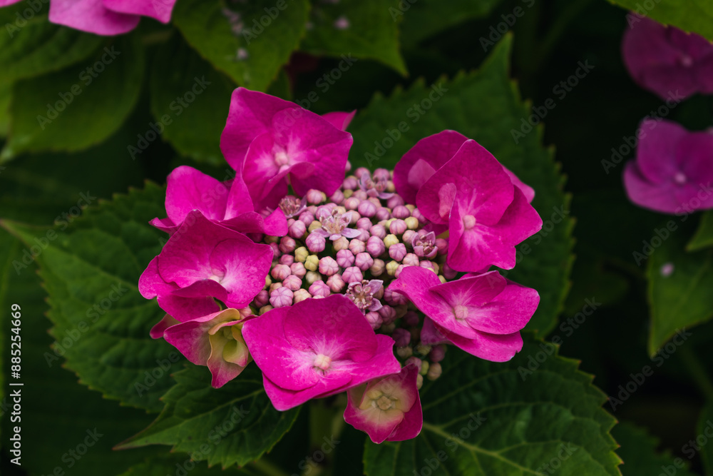 Beautiful pink hydrangea in a garden, hydrangea macrophylla, hortensius Beautiful pink hydrangea in a garden, hydrangea macrophylla, hortensius