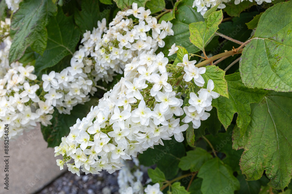 Close up of beautiful hydrangea flowers in the garden blooming at the hydrangea temple in early summer. Close up of beautiful hydrangea flowers in the garden blooming at the hydrangea temple in early summer.