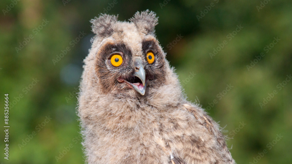 great owl great owl