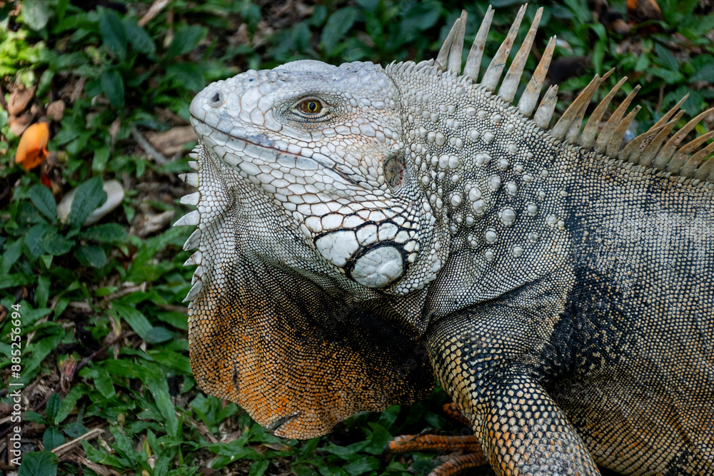 Obraz premium 2024-Colombie-0188