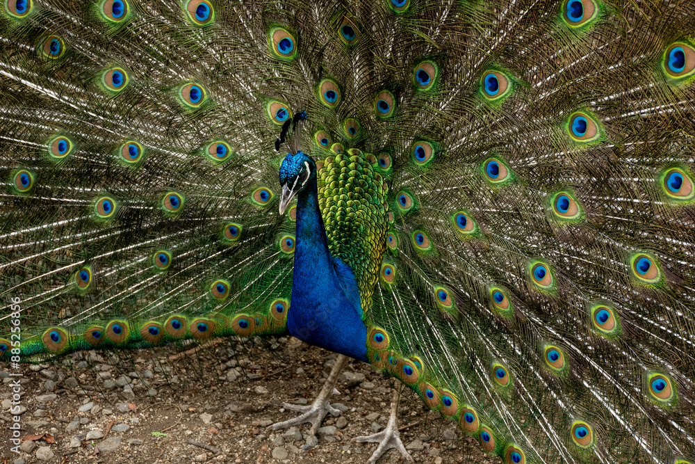 Obraz premium 2024-Colombie-0216