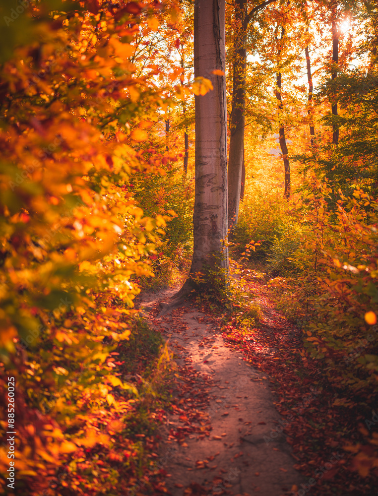 Nice autumnal scene in the forest