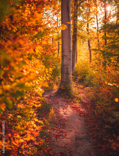Obraz na płótnie Nice autumnal scene in the forest w salonie