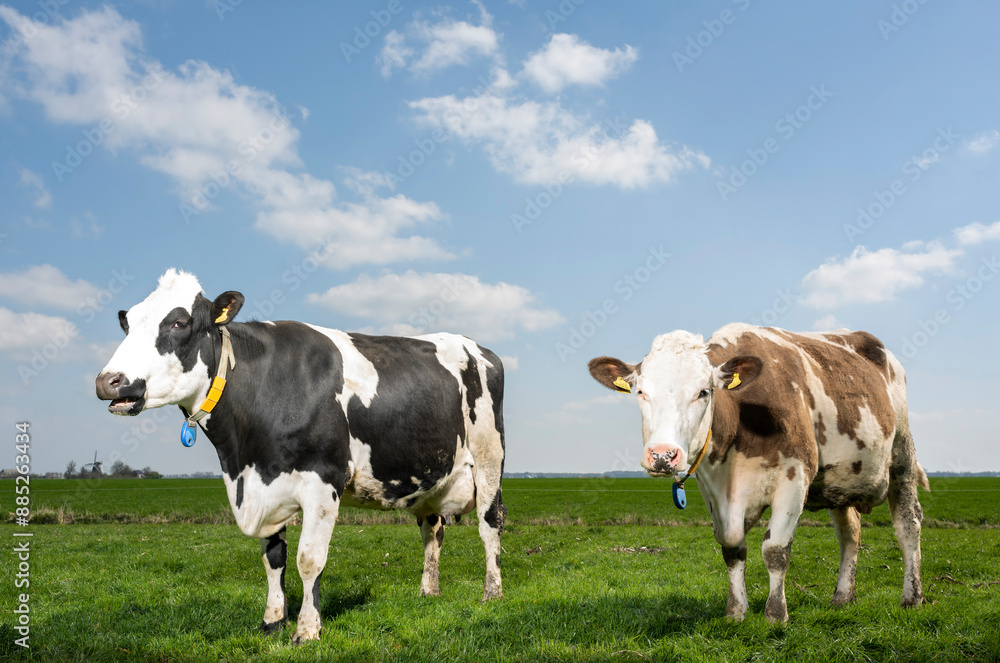 Holstein cows grazing on meadow under sky Holstein cows grazing on meadow under sky