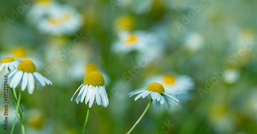 Medicinal chamomile flowers with white petals around yellow centers on thin g...