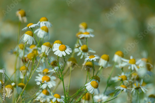 Medicinal chamomile flowers with white petals around yellow centers on thin g...