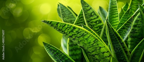 Close-up of snake plant leaves with visible texture, highlighting their intricate patterns and vibrant green color, against a blurred background