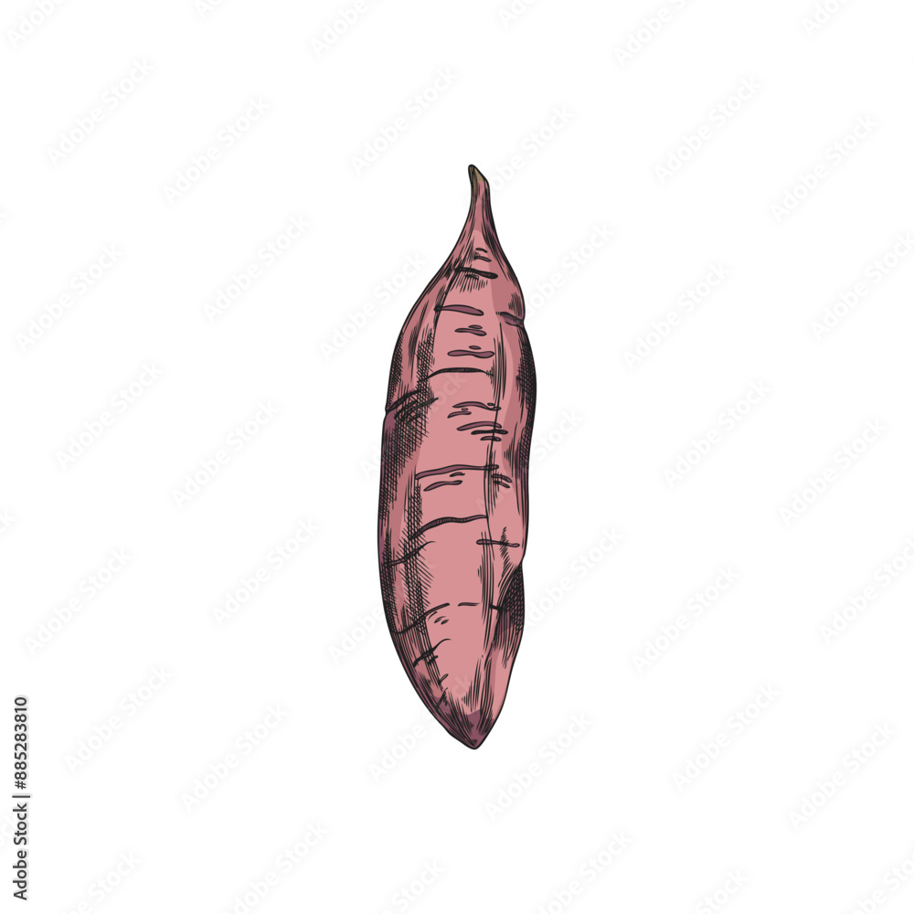 Sweet potato vector sketch, hand drawn one ripe yam, farm batata vegetable, pink tuber plant, natural vegetarian food Sweet potato vector sketch, hand drawn one ripe yam, farm batata vegetable, pink tuber plant, natural vegetarian food