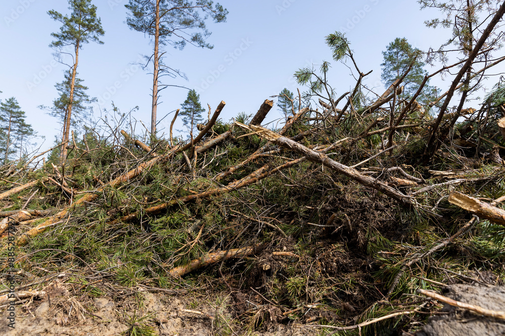 pine forest in Europe during the logging of pine logs